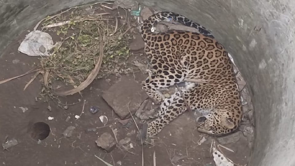 Leopard found dead in a well in Hapur