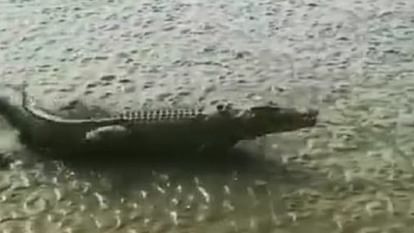 Video of running crocodile goes viral on social media