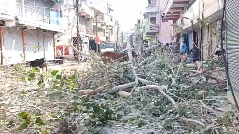 पेड़ काटने से सैकड़ों पक्षियों की मौत