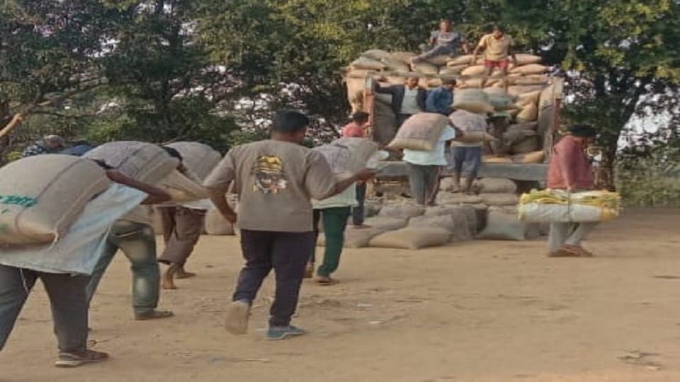 Profit worth crores of rupees is being made due to timely lifting of paddy in Balrampur