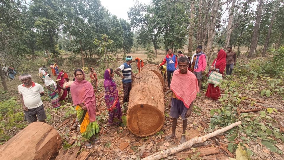 Cutting of trees was going on indiscriminately in Thema forests in Kanker