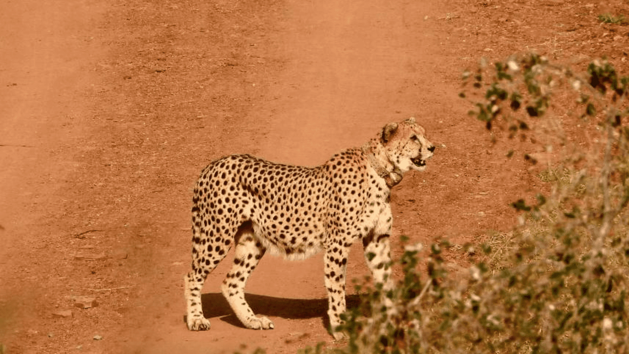 Agni Cheetah went out of the limits of Kuno National Park