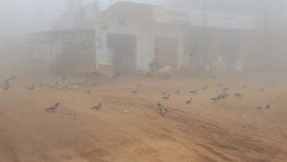 Haryana Weather: Fog Increased With Cold, Visibility Remained Up To 20 Meters – Amar Ujala Hindi News Live