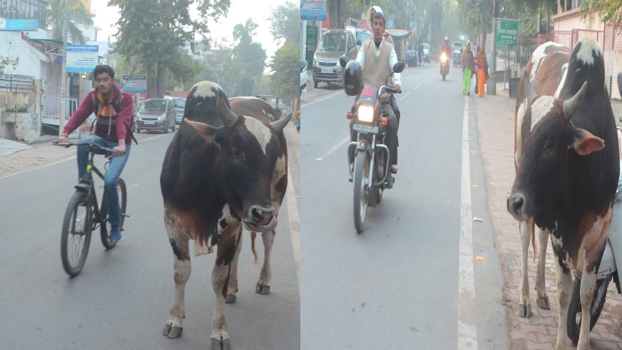 herd of hundreds of cows comes out on streets together In Agra