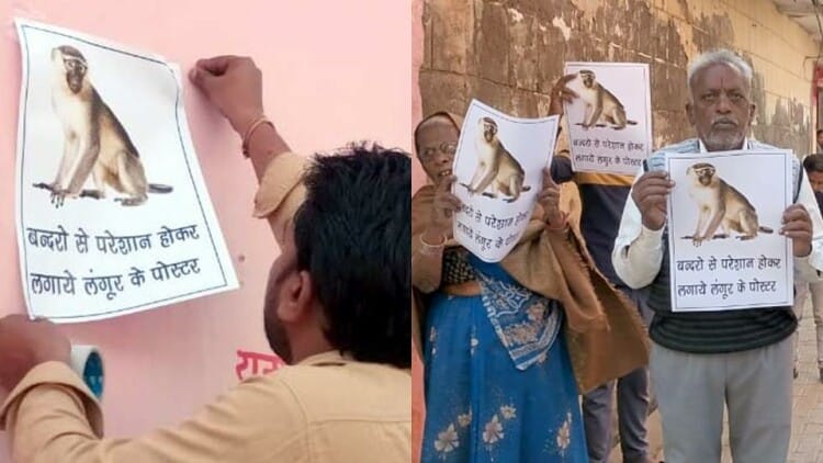 UP: बंदरों को भगाने के लिए लंगूर के चिपका रहे पोस्टर, अनोखा तरीके देखकर लोग हैरान, प्रशासन के खिलाफ आक्रोश