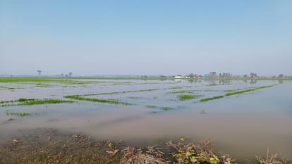 hundred acres of wheat crop submerged due to canal being cut in pilibhit