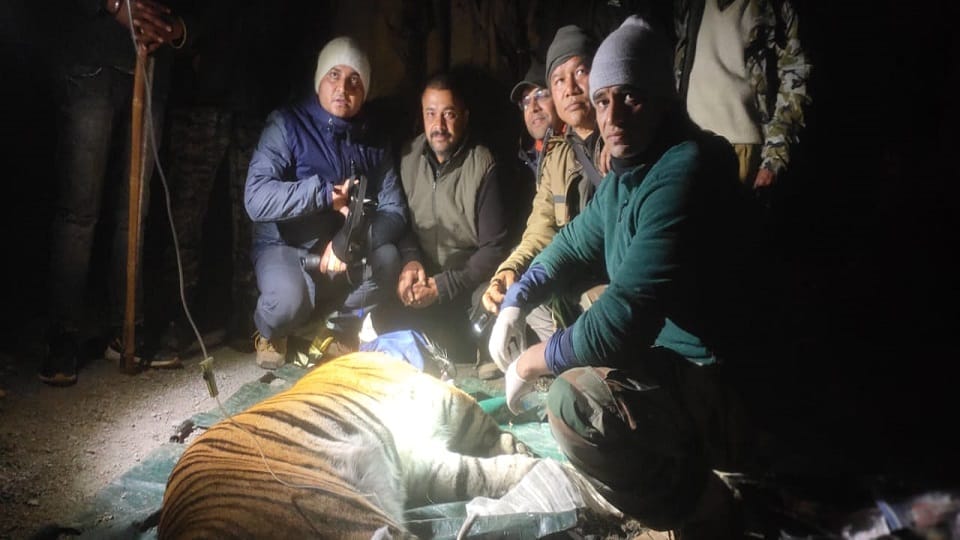 Nainital tiger news: Tiger that killed three women caught in Nainital
