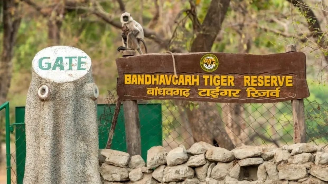 Umaria News Two youth caught black marketing safari tickets in Bandhavgarh Tiger Reserve