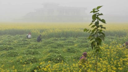Punjab Weather News: Red alert of fog for four days in Punjab