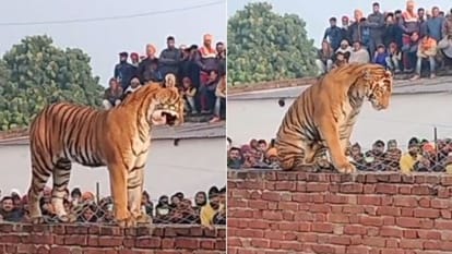 Tiger entered farmer house at midnight in Pilibhit