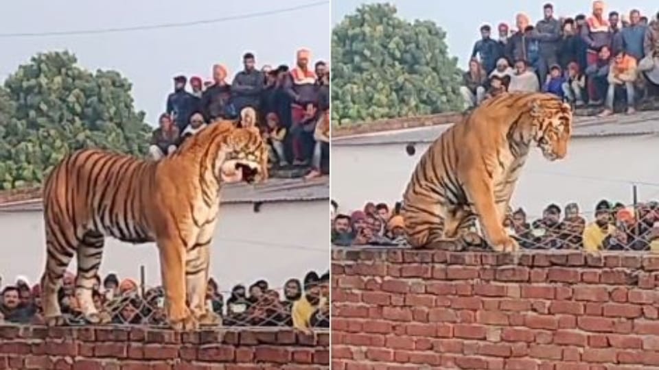 Tiger entered farmer house at midnight in Pilibhit
