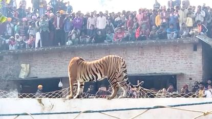 Tiger on house wall in pilibhit village rescued by forest department team