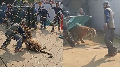 tiger rescue video in Pilibhit
