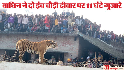 people shocked by behavior of the tigress on wall in Pilibhit Village