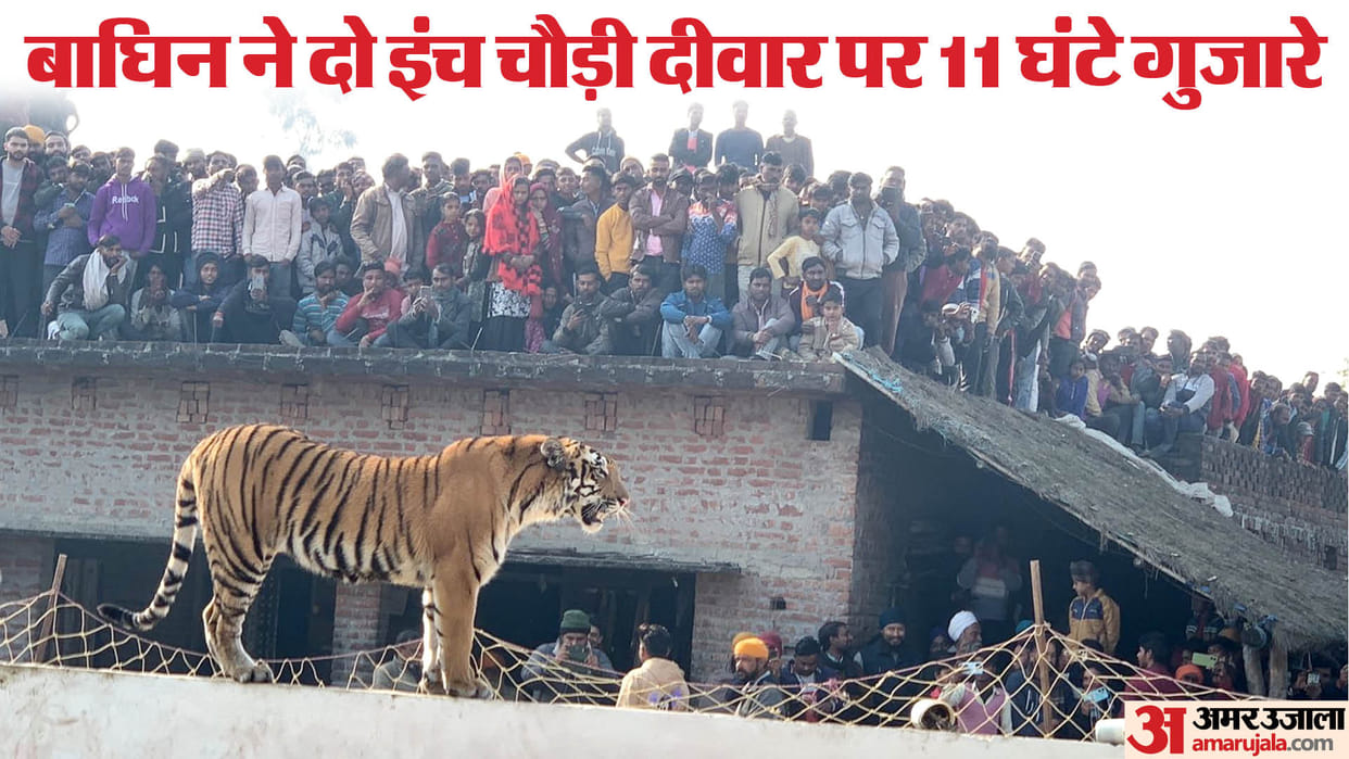 people shocked by behavior of the tigress on wall in Pilibhit Village