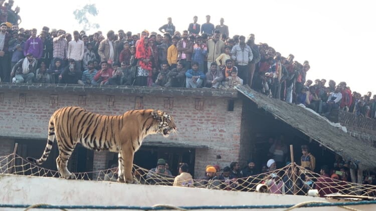 Pilibhit Tiger: जोखिम भरा कौतूहल... नजदीक से देखने की लालसा में जिंदगी दांव पर; 10-15 मीटर की दूरी से सेल्फी