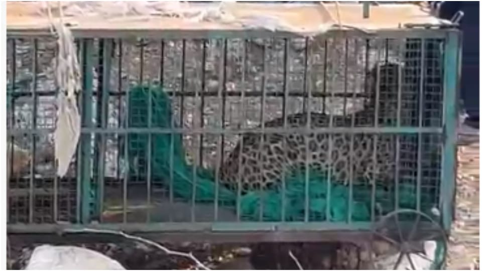 Forest department team released panther trapped in cage in Beawar in Aravalli sanctuary