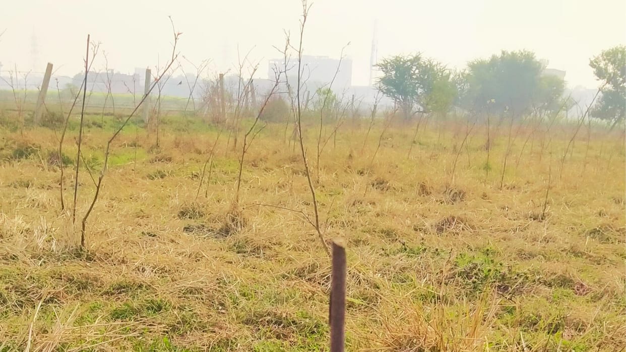 government plantation three thousand saplings goats ate and destroyed in Varanasi