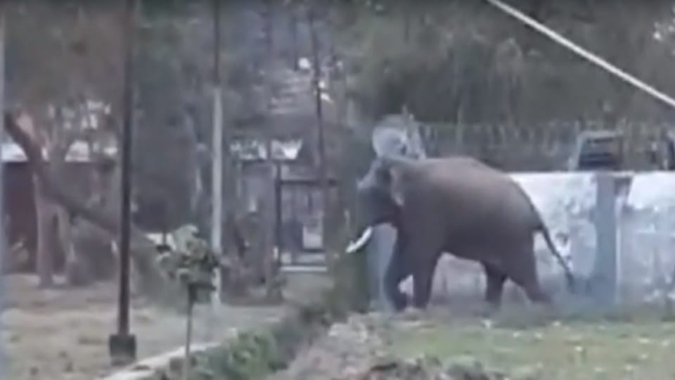 Giant Wild Elephant Entered in Haridwar court and DM office premises wall and Gate Broke Video Viral