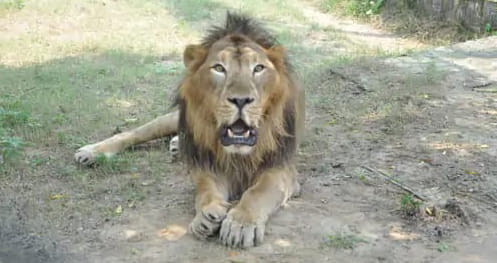 International Big Cat Alliance 16 countries join focused safety and conservation