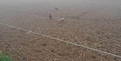 Rare white colored crow seen in Bhitargaon in Kanpur, people got curious, said  never seen before