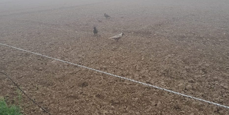 Rare white colored crow seen in Bhitargaon in Kanpur, people got curious, said  never seen before