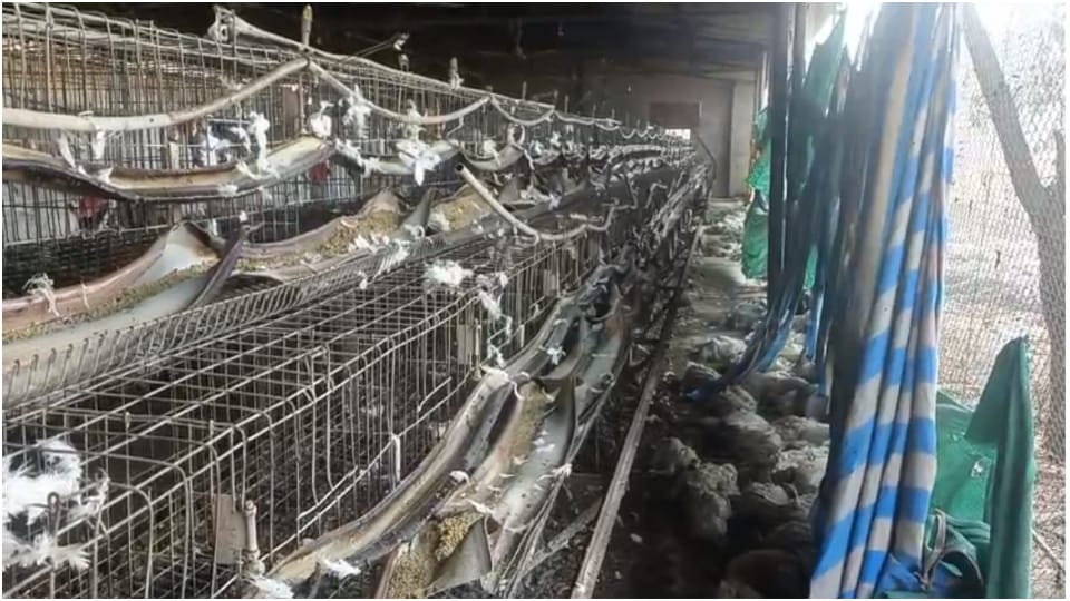 Miscreants set fire to poultry farm with petrol bombs 300 chickens burnt alive in Beawar
