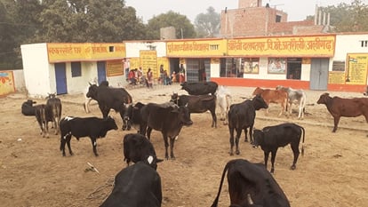 Aligarh News: ग्रामीणों ने गोवंश को स्कूल में भर दिया, पढ़ रहे बच्चों में मची अफरा-तफरी, एसडीएम ने कही जांच की Villagers herded cattle into school