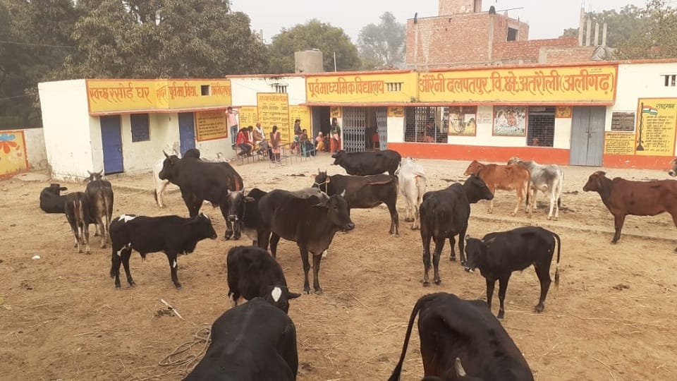 Villagers herded cattle into school