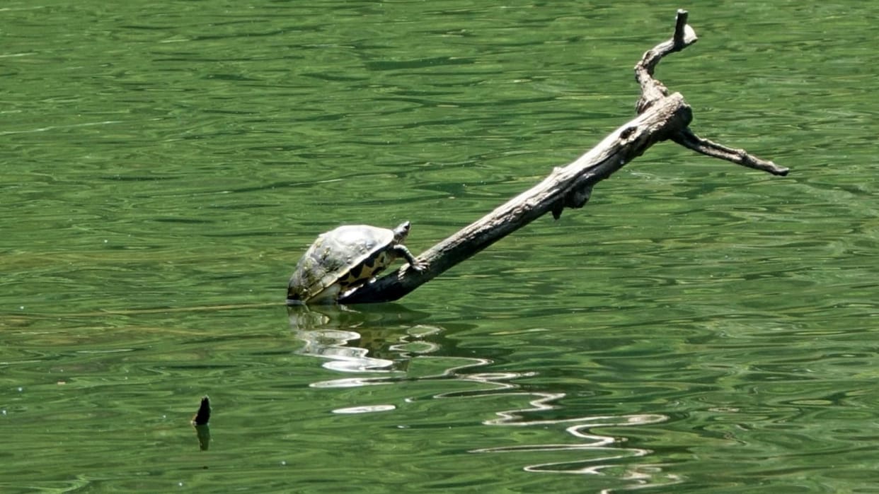 tortoise five new species found  in renuka wetland