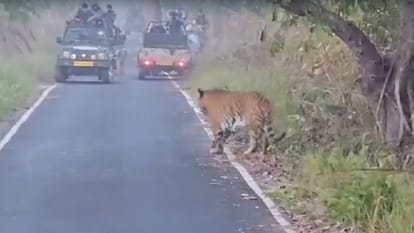 Video Viral Tiger suddenly appears in front of tourists in Pilibhit