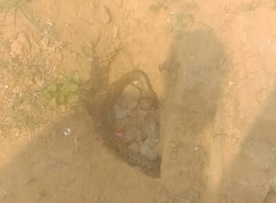 Bijnor: A pair of snakes seen at the main gate of the school in Najibabad, panic among the students