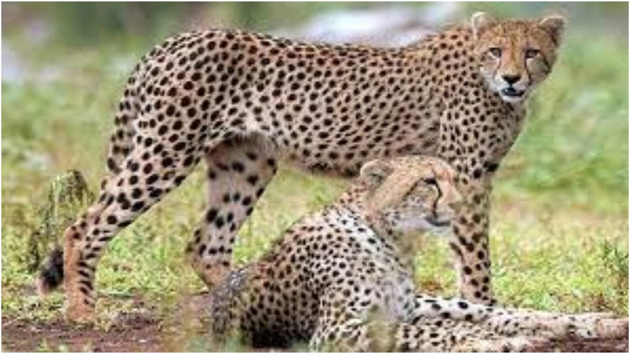 Odishas Nandankanan zoo to get cheetahs, lions, birds from Dubai