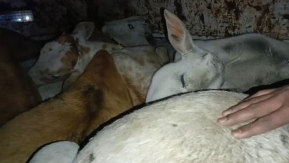 Cow smuggling in Korba cow servants caught pickup full of cows