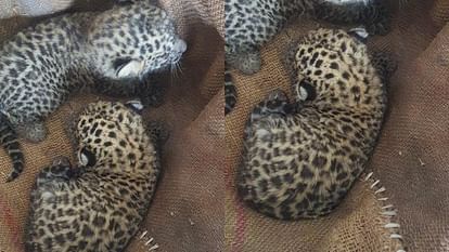 Amroha: Two leopard cubs found sugarcane field Didoli, crowd people gathered see..video went viral