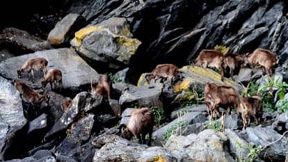 उत्तराखंड: ठंड से बचाव को उच्च हिमालय क्षेत्र से निचले इलाकों में पहुंचे हिमालयन थार, झुंड में कर रहे विचरण Himalayan Thar reached lower areas from high Himalayan region to escape cold