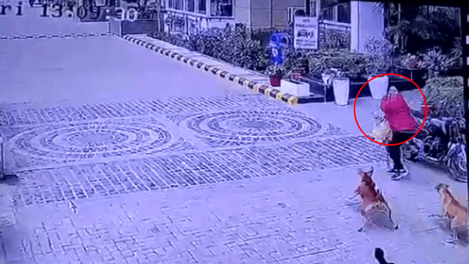 Stray dog bites woman in Golden Palm Society Sector 128 Noida