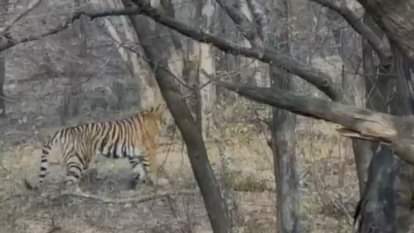 Sawai Madhopur When tigress faced leopard Noori became aggressive watch video