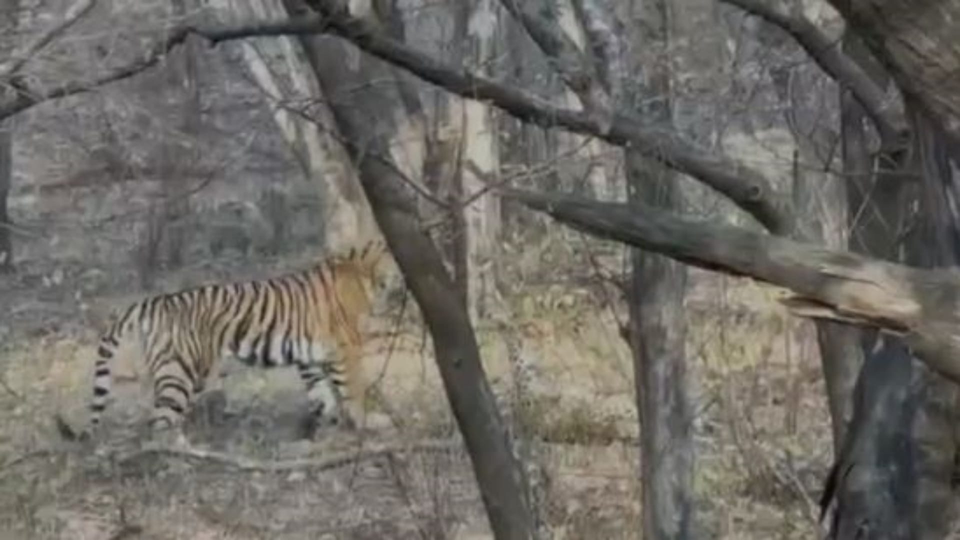 बाघिन नूरी