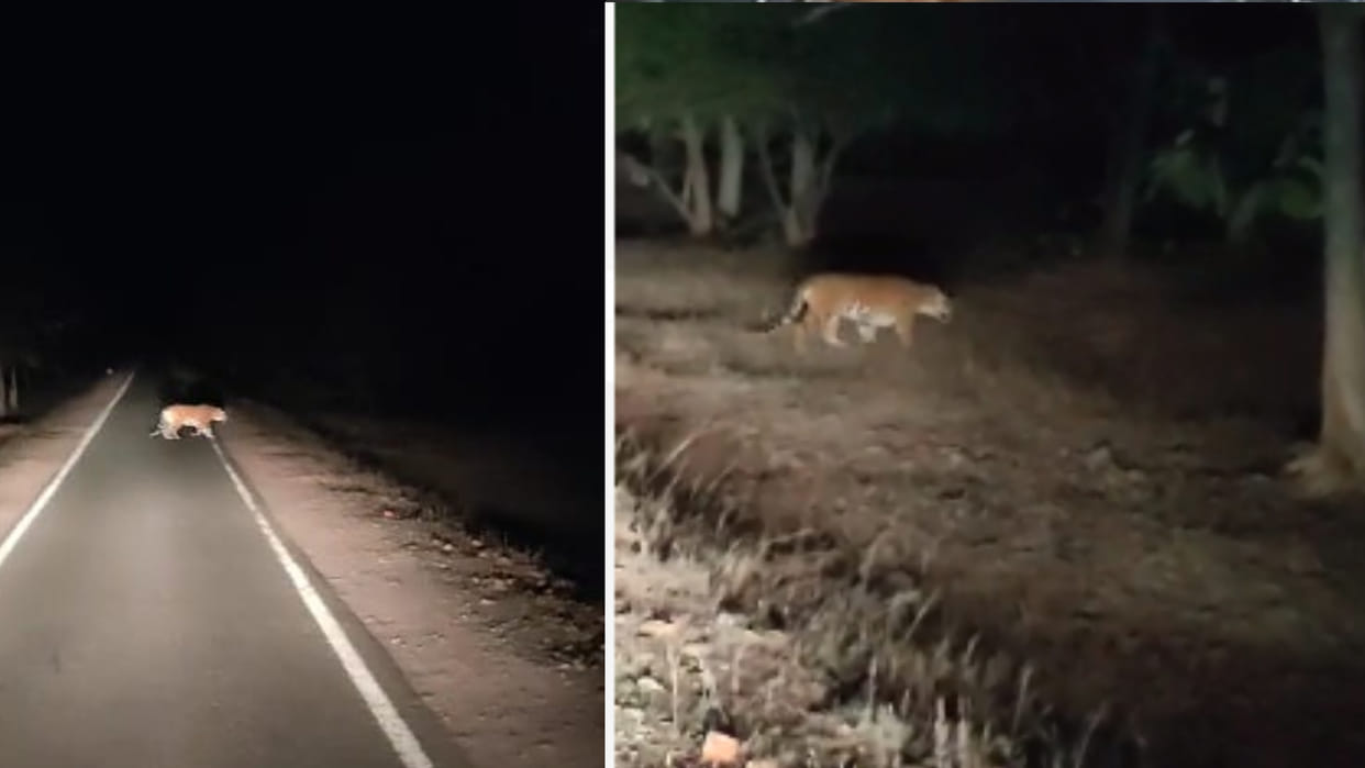 Damoh: Tiger seen on Sagar-Jabalpur road of Rani Durgavati Tiger Reserve of Damoh