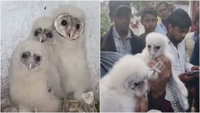 Bihar: A bird that looks like an owl found in Siwan, its voice is like snake and its size is increasing daily