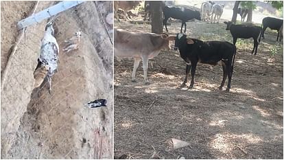 Four cows died in Konrai Cowshed dogs eating dead cows villagers created a ruckus