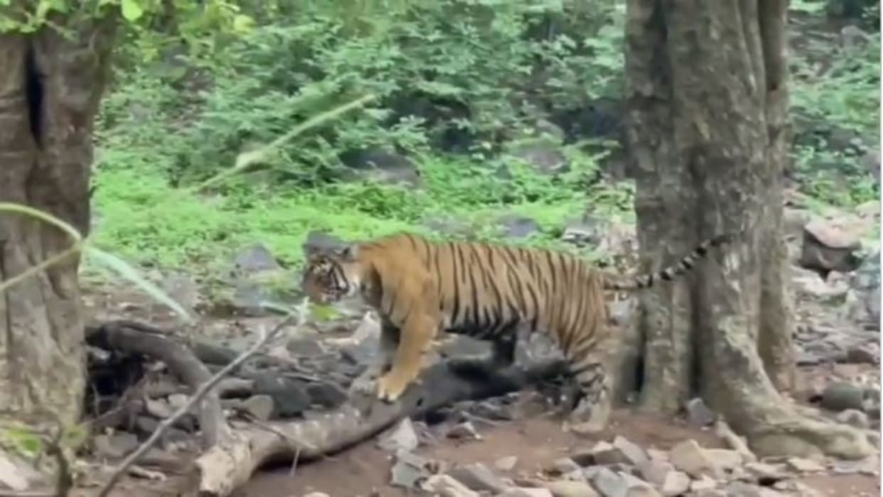 Ranthambore National Park: Crowd of tourists gathered in Ranthambore, CCF appeals not to reach without booking