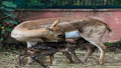 केवलादेव राष्ट्रीय उद्यान