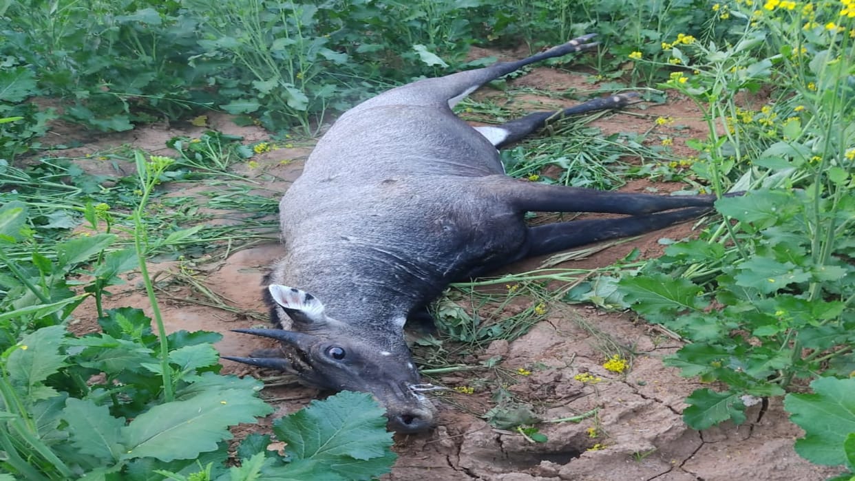 Dholpur News Poachers shot Nilgai Forest Department team rescued