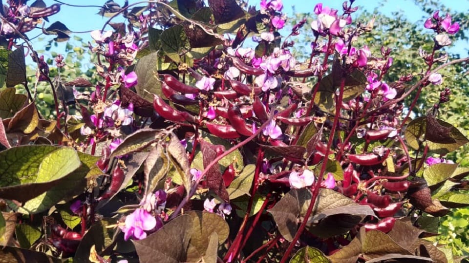 Amazing pink beans grown in Jhansi