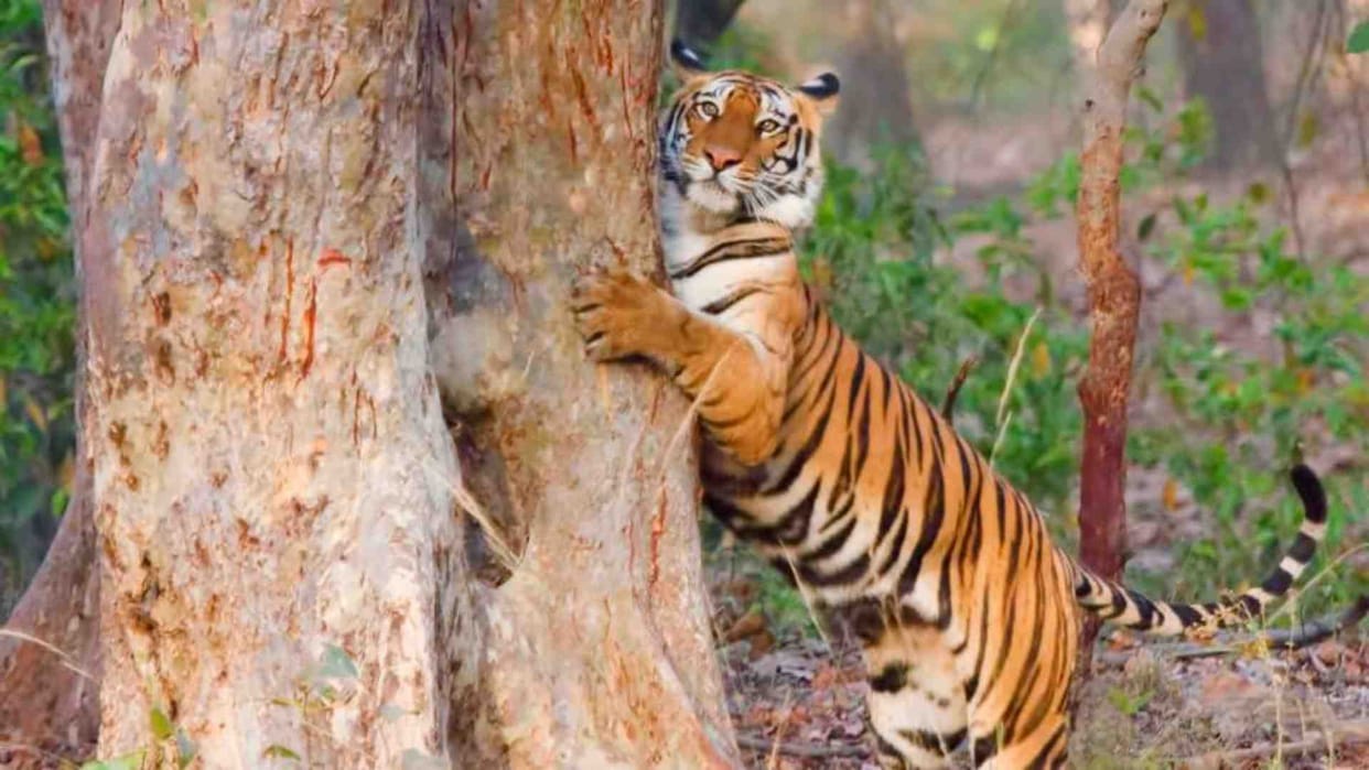 Tourists made video of tigress in Khitauli zone of Bandhavgarh Tiger Reserve