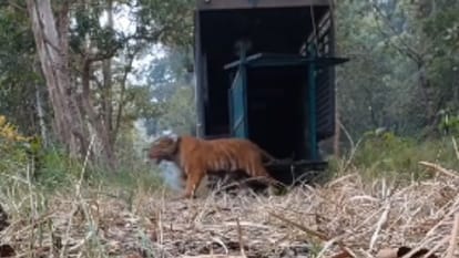 tigress was released into PTR forest after six days in Pilibhit