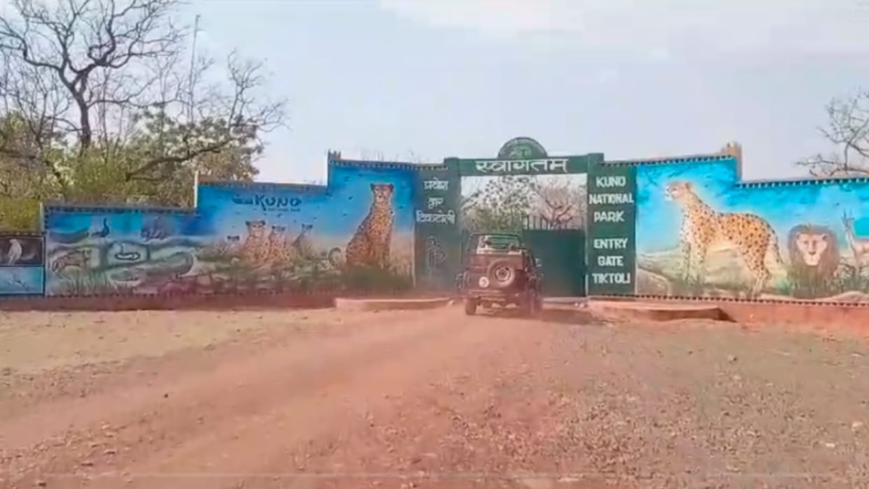 Kuno National Park: Good news for the tourists of the country, Kuno National Park is open for tourists.