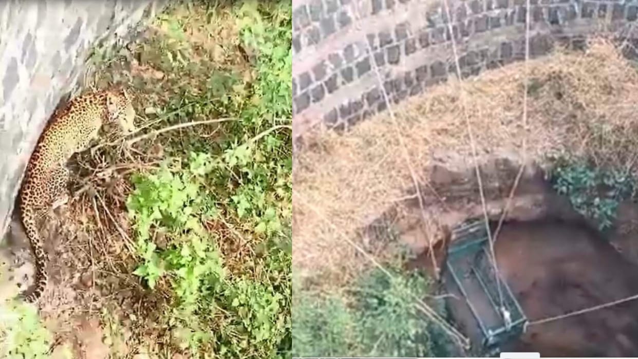 Leopard fell into a well in field, after hard work the forest department took it out by putting a cage in it.